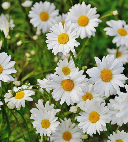Vibrant cluster of white daisies blooming in a lush green garden during spring.